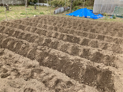 種芋の植え付け