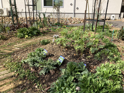 アトリエ前の庭