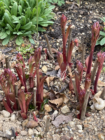 シャクヤクの新芽