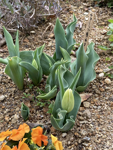 チューリップの花