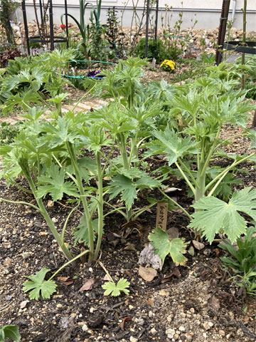 デルフィニウムやルピナス