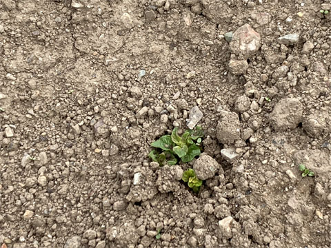 ジャガイモの発芽