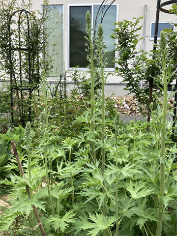 デルフィニウム