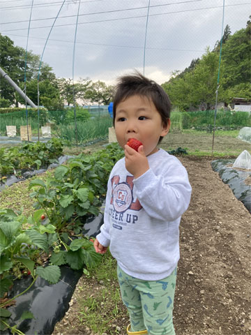 いちご狩り