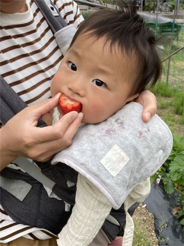 いちご狩り