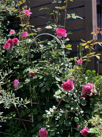 jagar's garden