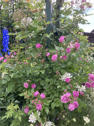 jagar's garden