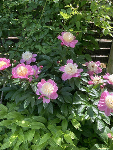 jagar's garden