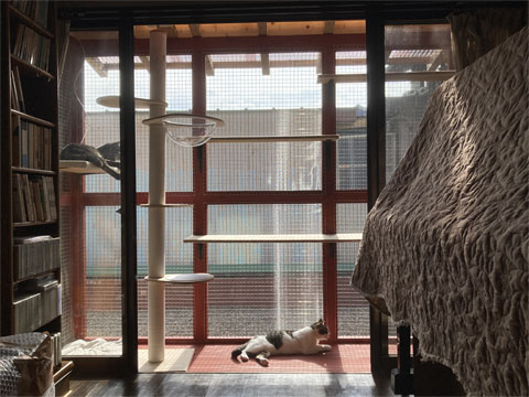 CATIO