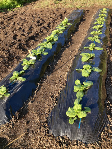 秋冬野菜の植え付け