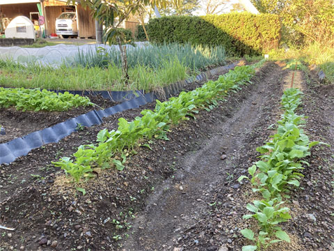 秋冬野菜の植え付け