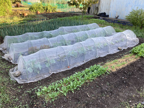 秋冬野菜の植え付け